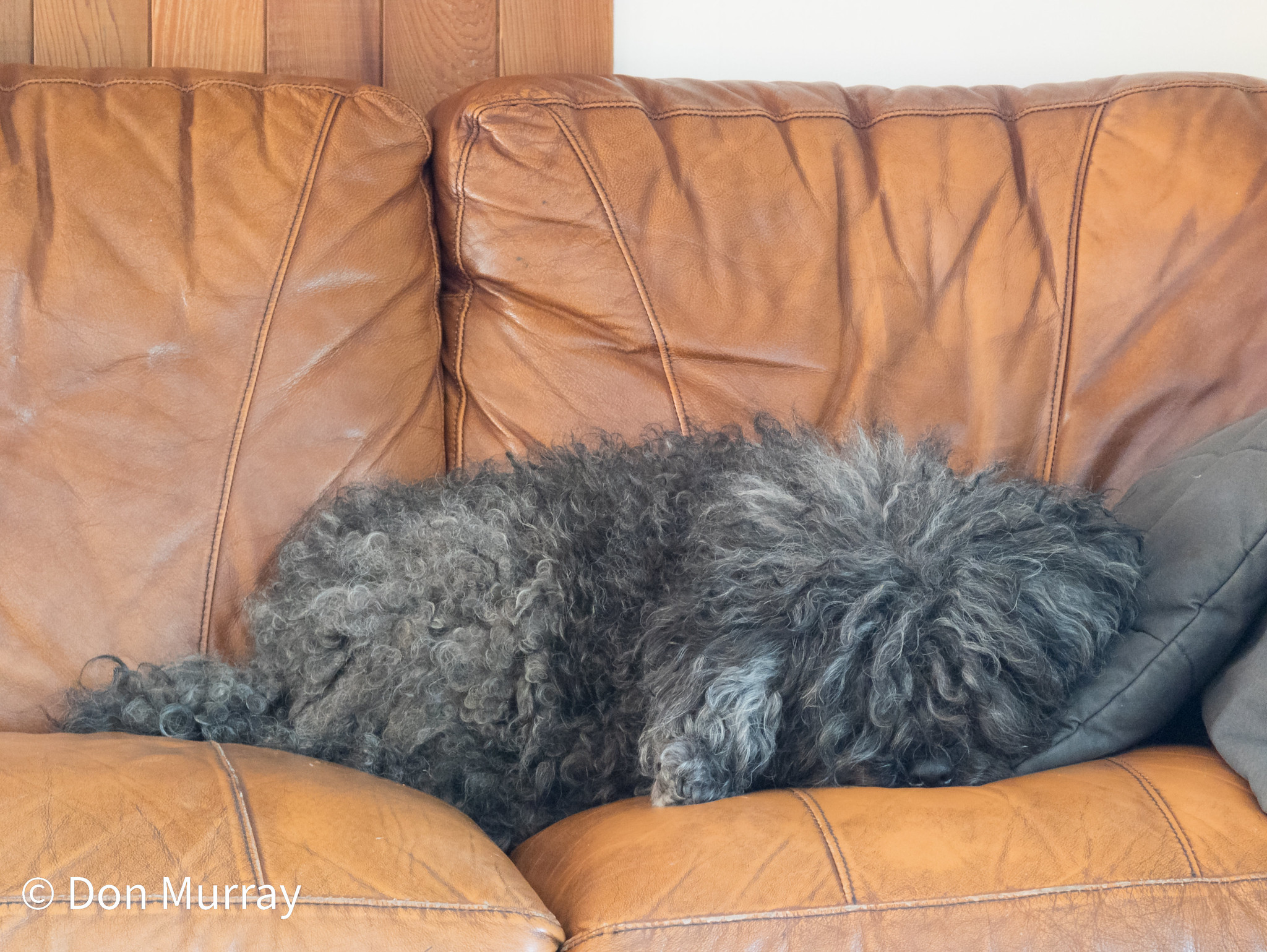 Zoe is a couch muppet