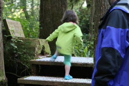 Stairs over a nurse log