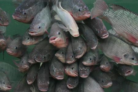 Lots of tilapia